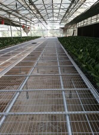 遂宁中药材育苗新篇章 移动苗床技术助推珍贵药材产业高质量发展