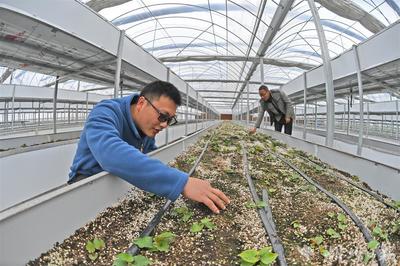 当阳打造鱼腥草全产业链 从田间到市场的绿色变革