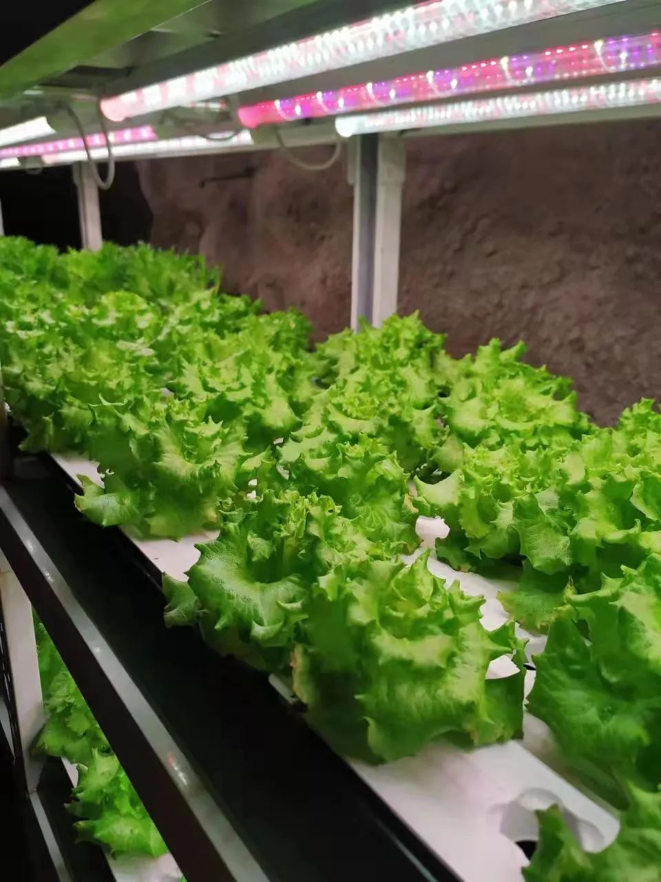 湖北工业大学植物工厂关键技术研究取得突破 栽培技术迈向新台阶