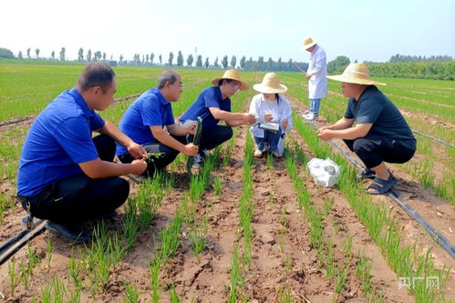 晋中太谷旱稻种植开北方先河 栽培技术研究引领农业创新