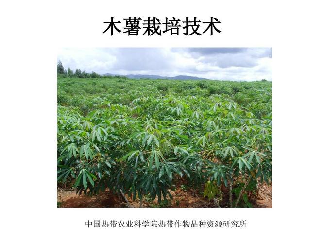 木薯栽培技术 中国热带农业科学院热带作物品种资源研究所