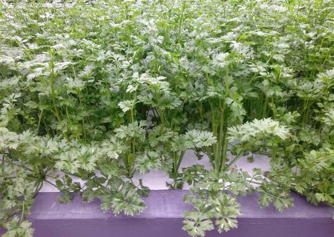 芹菜的nft工厂化栽培模式