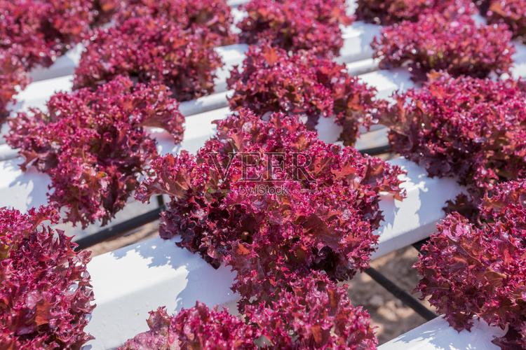 红莴苣水培栽培技术研究照片摄影图片