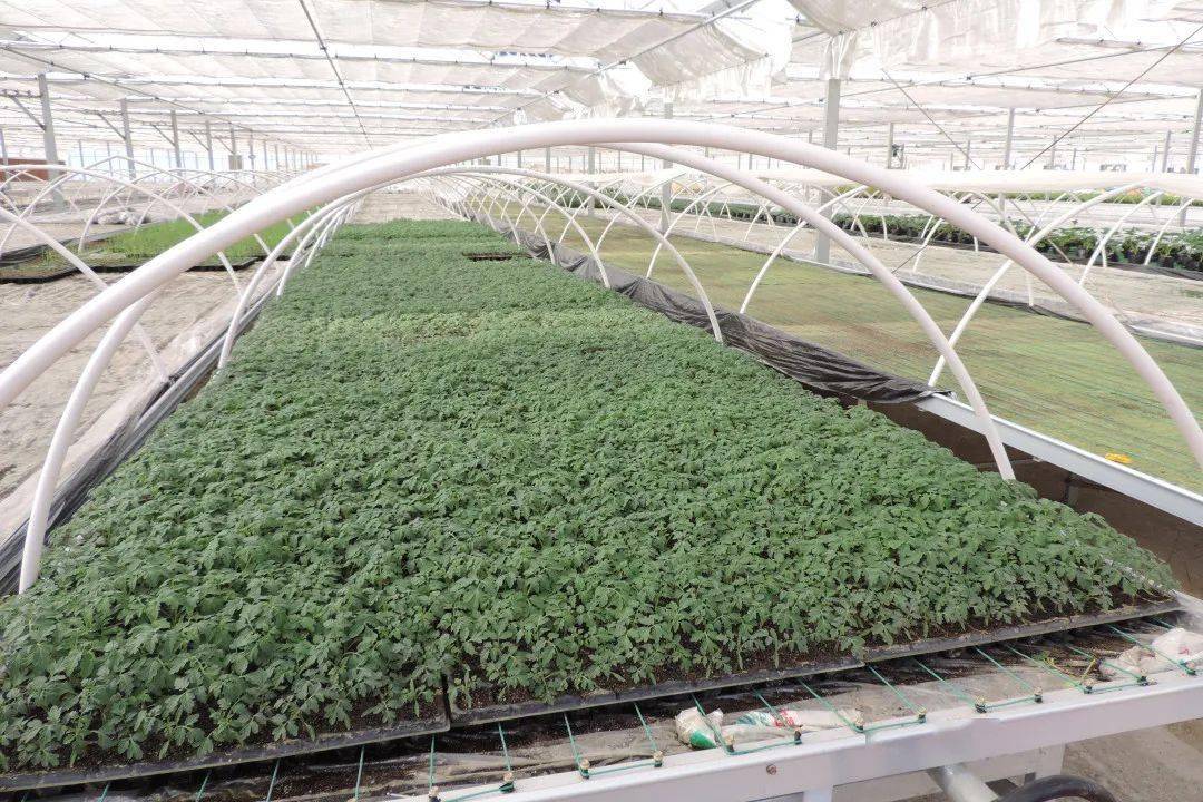 赣南地区大棚保温番茄越冬栽培技术