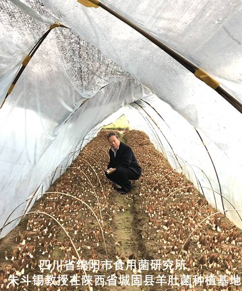 羊肚菌栽培技术创始人,发明人朱斗锡教授, 羊肚菌研究栽培发明的艰辛
