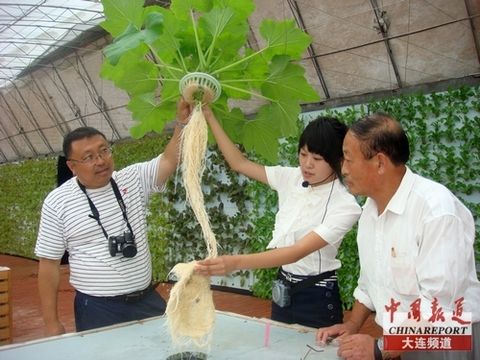 旅顺姜家村:无土气雾栽培技术成农业新宠,植物工厂