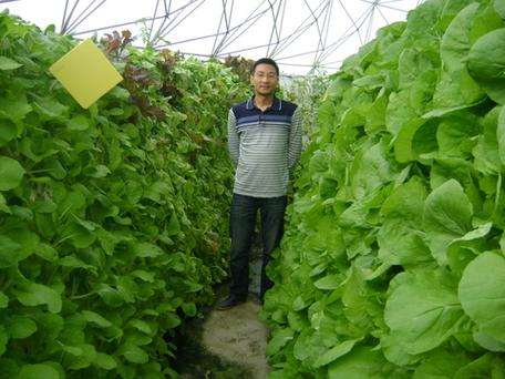 蔬菜的工厂化净菜栽培