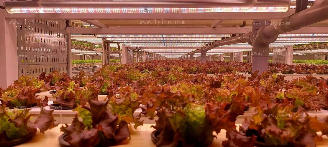 智能化植物工厂,无土栽培25天左右就可收获