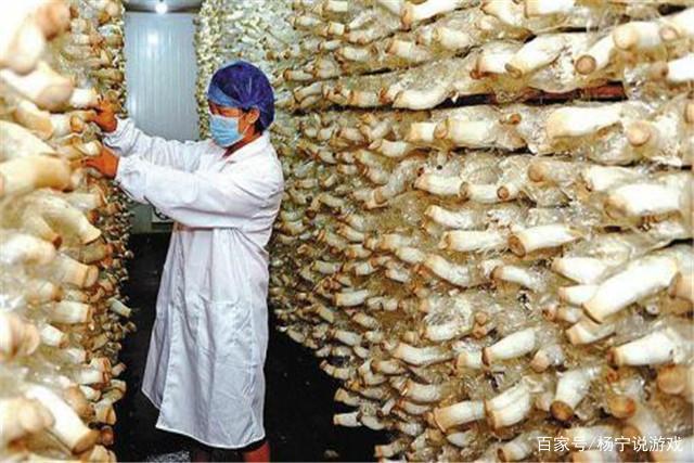 杏鲍菇工厂化栽培技术研究 关键环节与借鉴价值